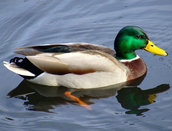 duck